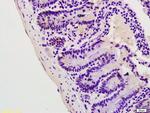 Lpin1 protein Antibody in Immunohistochemistry (Paraffin) (IHC (P))