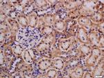 Lpin1 Antibody in Immunohistochemistry (Paraffin) (IHC (P))