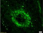 CD3 epsilon Antibody in Immunohistochemistry (Paraffin) (IHC (P))