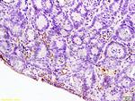 IL-12 alpha Antibody in Immunohistochemistry (Paraffin) (IHC (P))