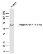 Phospho-FSCN1 (Ser39) Antibody in Western Blot (WB)