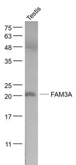 FAM3A Antibody in Western Blot (WB)