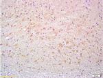 Thy1 Antibody in Immunohistochemistry (Paraffin) (IHC (P))