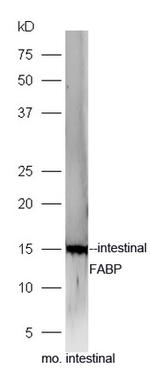 FABP2 Antibody in Western Blot (WB)