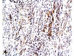 Maspin Antibody in Immunohistochemistry (Paraffin) (IHC (P))