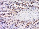 Maspin Antibody in Immunohistochemistry (Paraffin) (IHC (P))