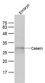 Casein Antibody in Western Blot (WB)