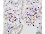 Megsin Antibody in Immunohistochemistry (Paraffin) (IHC (P))