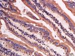 Lysozyme Antibody in Immunohistochemistry (Paraffin) (IHC (P))