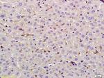 Lysozyme Antibody in Immunohistochemistry (Paraffin) (IHC (P))