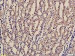 laminin Antibody in Immunohistochemistry (Paraffin) (IHC (P))