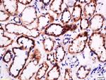 laminin Antibody in Immunohistochemistry (Paraffin) (IHC (P))