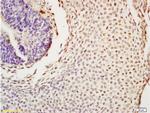 Nanog Antibody in Immunohistochemistry (Paraffin) (IHC (P))