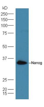 Nanog Antibody in Western Blot (WB)