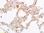 OCT4 Antibody in Immunohistochemistry (Paraffin) (IHC (P))