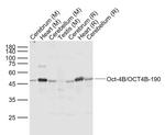 OCT4 Antibody in Western Blot (WB)