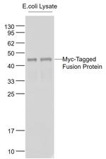 c-Myc Antibody in Western Blot (WB)