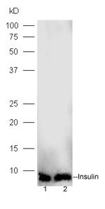 Insulin Antibody in Western Blot (WB)