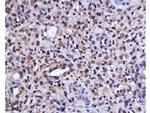 Phospho-AKT1/2/3 (Ser473) Antibody in Immunohistochemistry (Paraffin) (IHC (P))