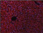 VE Cadherin Antibody in Immunohistochemistry (Frozen) (IHC (F))