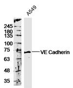 VE Cadherin Antibody in Western Blot (WB)