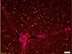 GFP Antibody in Multiplex Immunohistochemistry (mIHC)