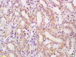 Phospho-BAD (Ser128) Antibody in Immunohistochemistry (Paraffin) (IHC (P))