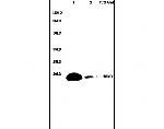 Phospho-BAD (Ser128) Antibody in Western Blot (WB)