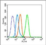 Phospho-ESR1 (Ser167) Antibody in Flow Cytometry (Flow)