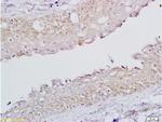 FSH receptor Antibody in Immunohistochemistry (Paraffin) (IHC (P))