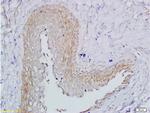 FSH receptor Antibody in Immunohistochemistry (Paraffin) (IHC (P))