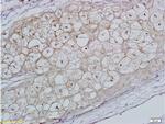 FSH receptor Antibody in Immunohistochemistry (Paraffin) (IHC (P))