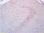 BrdU Antibody in Immunohistochemistry (Paraffin) (IHC (P))