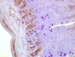 Neurogenin 3 Antibody in Immunohistochemistry (Paraffin) (IHC (P))