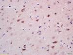 Neurogenin 3 Antibody in Immunohistochemistry (Paraffin) (IHC (P))