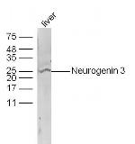 Neurogenin 3 Antibody in Western Blot (WB)
