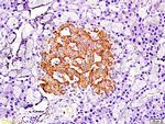 PDX1 Antibody in Immunohistochemistry (Paraffin) (IHC (P))