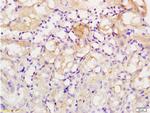 Acetyl-Histone H1 (Lys52) Antibody in Immunohistochemistry (Paraffin) (IHC (P))