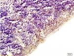 Acetyl-Histone H1 (Lys52) Antibody in Immunohistochemistry (Paraffin) (IHC (P))