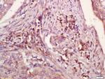 WDR26 Antibody in Immunohistochemistry (Paraffin) (IHC (P))