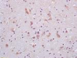 GLP-1 Antibody in Immunohistochemistry (Paraffin) (IHC (P))