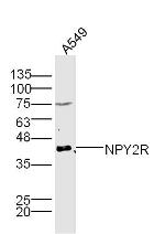 NPY2R Antibody in Western Blot (WB)
