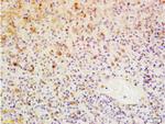PAG608 Antibody in Immunohistochemistry (Paraffin) (IHC (P))