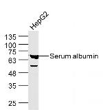 Serum albumin Antibody in Western Blot (WB)