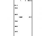 ADRB2 Antibody in Western Blot (WB)