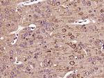 Leptin receptor Antibody in Immunohistochemistry (Paraffin) (IHC (P))