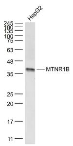 MTNR1B Antibody in Western Blot (WB)