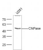 CNPase Antibody in Western Blot (WB)