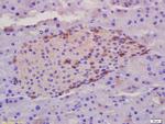 Phospho-ZCWCC1 (Ser739) Antibody in Immunohistochemistry (Paraffin) (IHC (P))