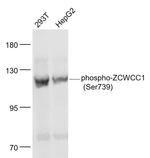 Phospho-ZCWCC1 (Ser739) Antibody in Western Blot (WB)